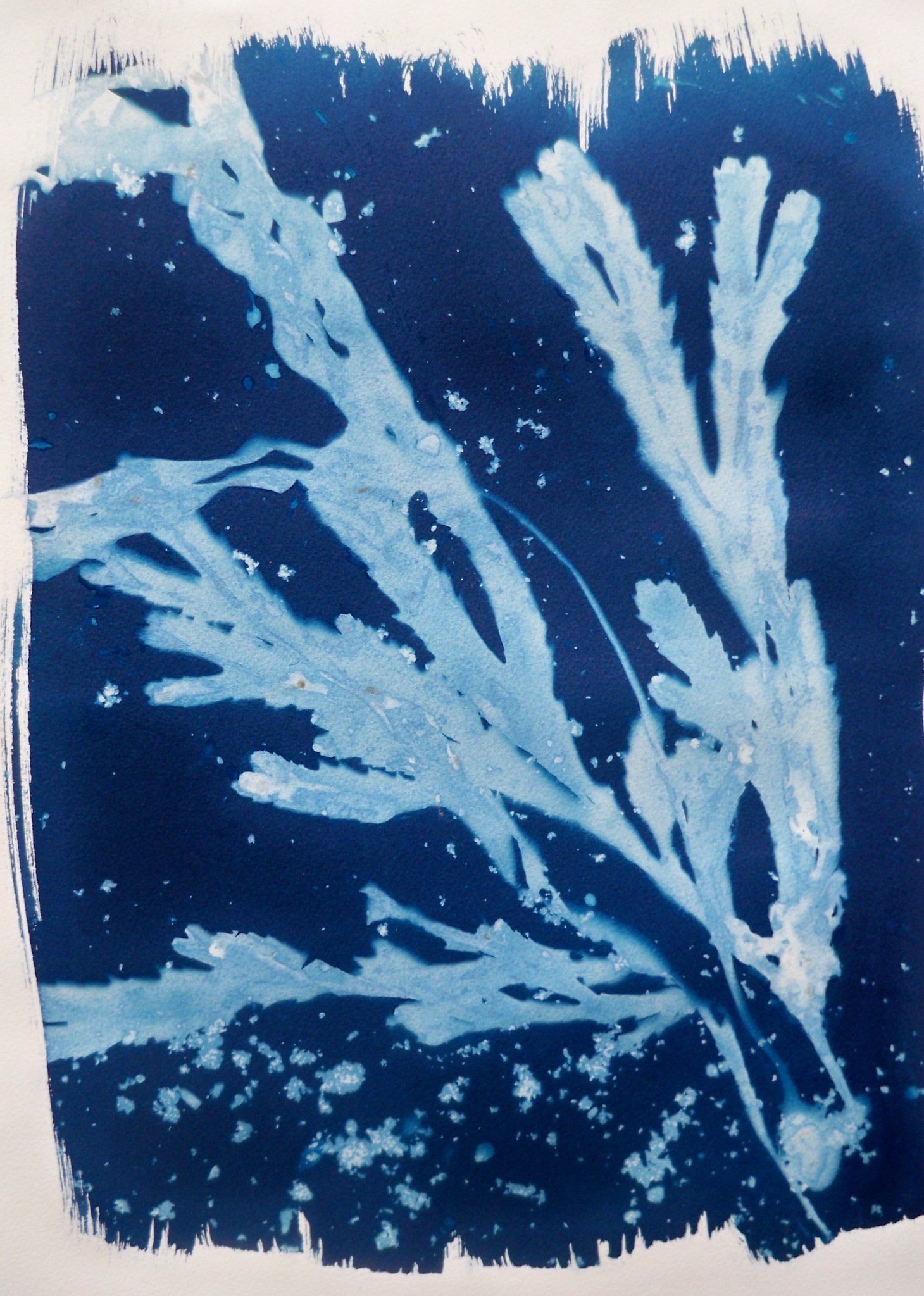 Seaweed